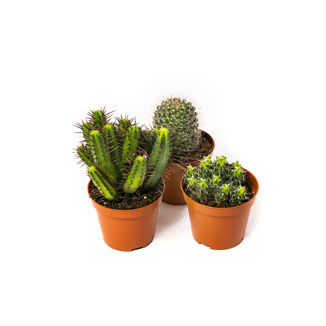 Proizvodi - Stranica 6 - ĐARDIN web shop