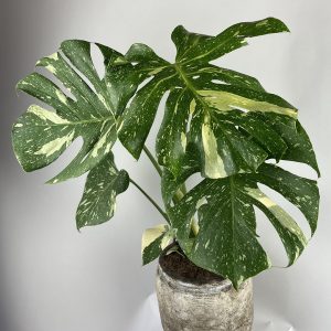 Monstera deliciosa