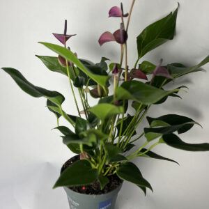 Anthurium pink
